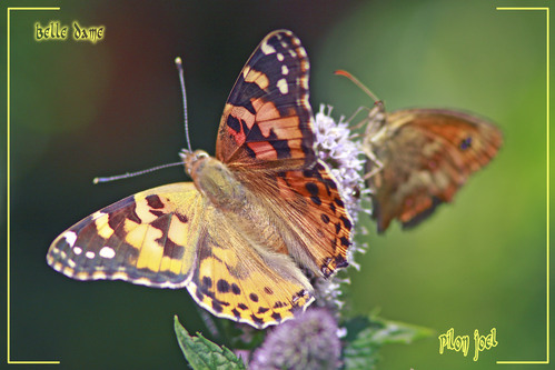 Belle dame -- 25/07/08