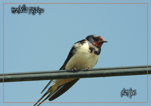 Hirondelle rustique -- 09/08/08