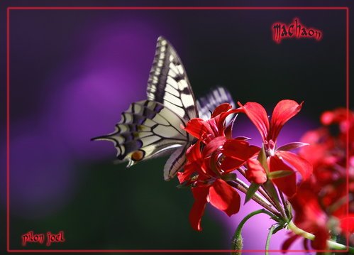 Machaon -- 27/07/08