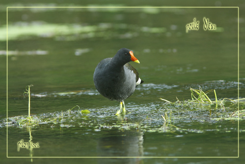 Poule d'eau -- 06/08/08