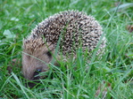 Le h�risson -- 17/05/08