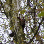 L'�cureuil -- 17/05/08