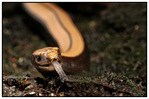 L'orvet (anguis fragilis) -- 15/05/12