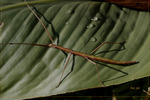 brindille -- 24/10/08