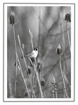 Les card�res sauvages -- 02/01/09