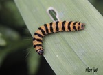 Chenille -- 29/11/08