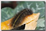 Chenille -- 13/11/08