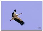 Cigogne -- 01/02/10