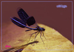 Libellule Demoiselle -- 09/08/08