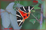 Ecaille chin�e -- 24/07/08