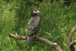Grand cormoran -- 05/10/08