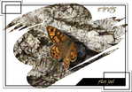 Papillon -- 05/07/08