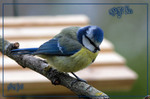 M�sange bleue -- 06/09/08