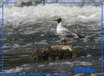 Mouette rieuse -- 22/07/08