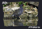 Poule d'eau -- 06/09/08