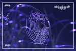 Perle de ros�e -- 30/09/08