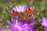 Paon du jour -- 25/07/08