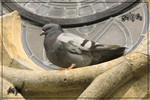 Pigeon -- 13/08/08