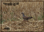 Tourterelle des bois -- 06/08/08